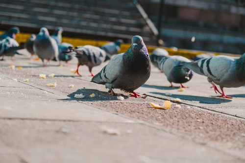 Contrôle des oiseaux et animaux sauvages